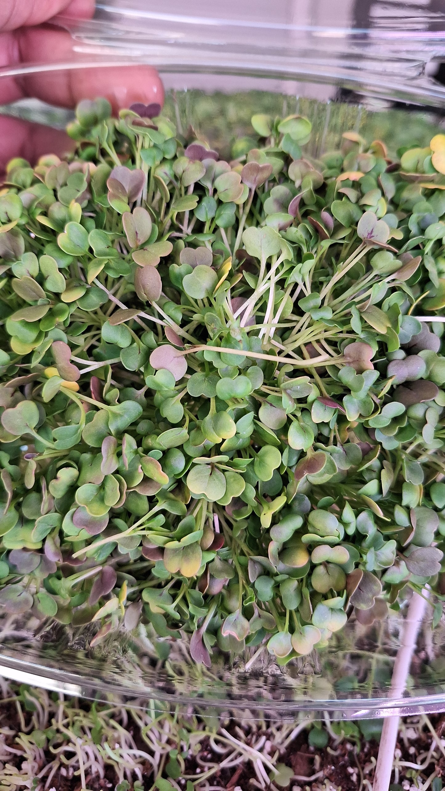 Arugula Microgreens