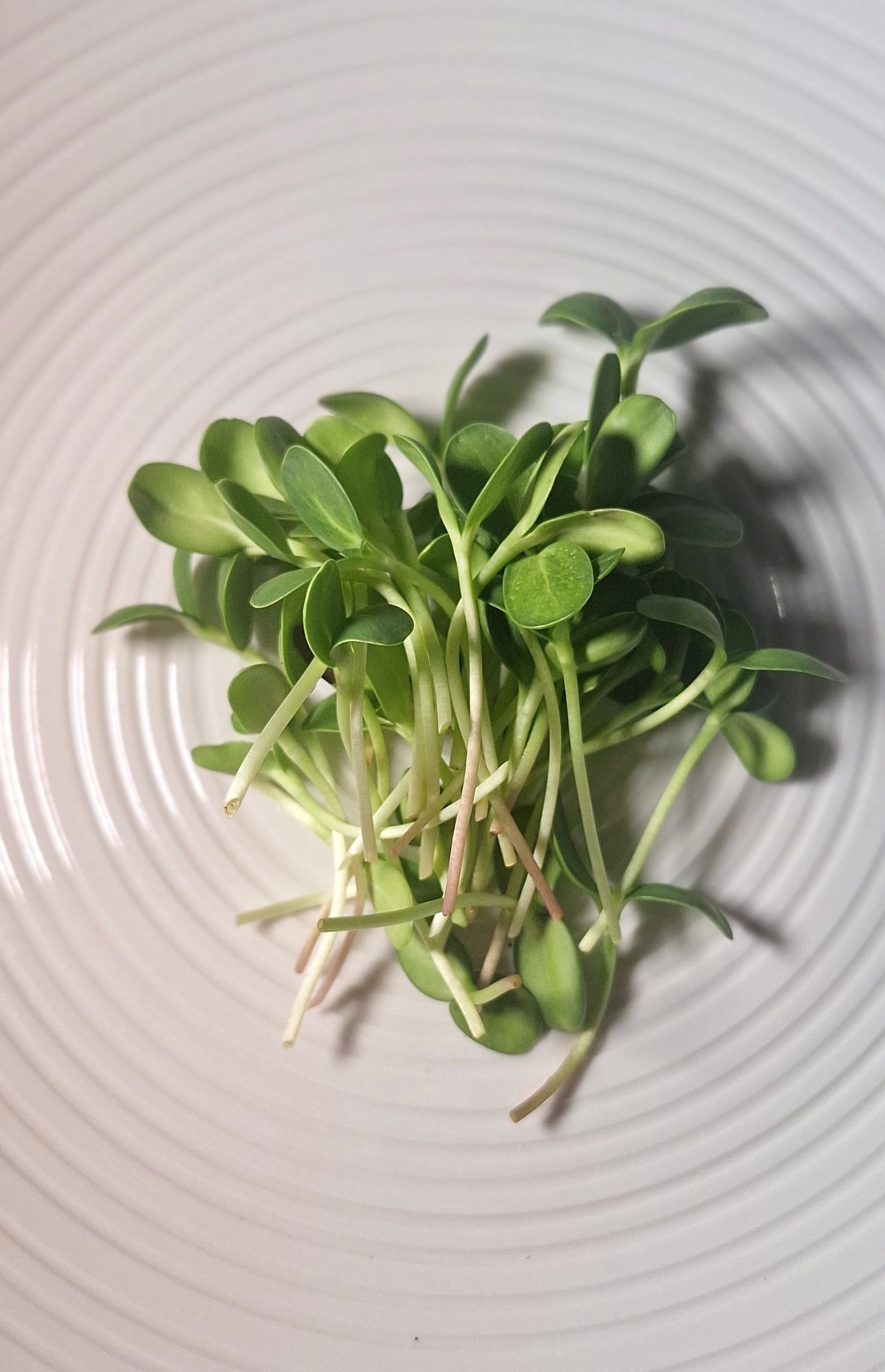 Sunflower Shoots