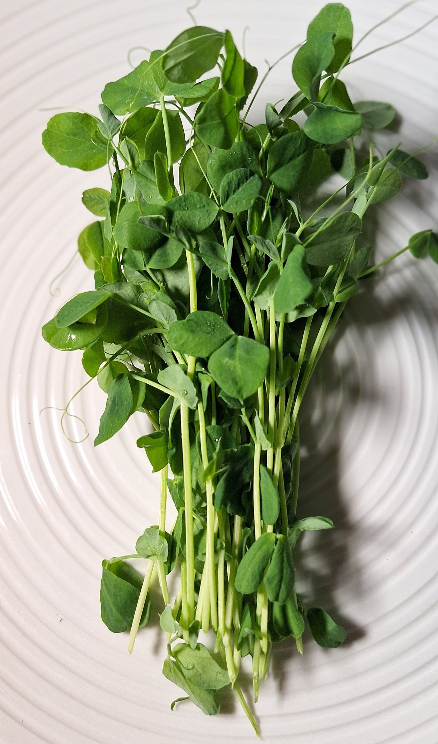Pea Shoots