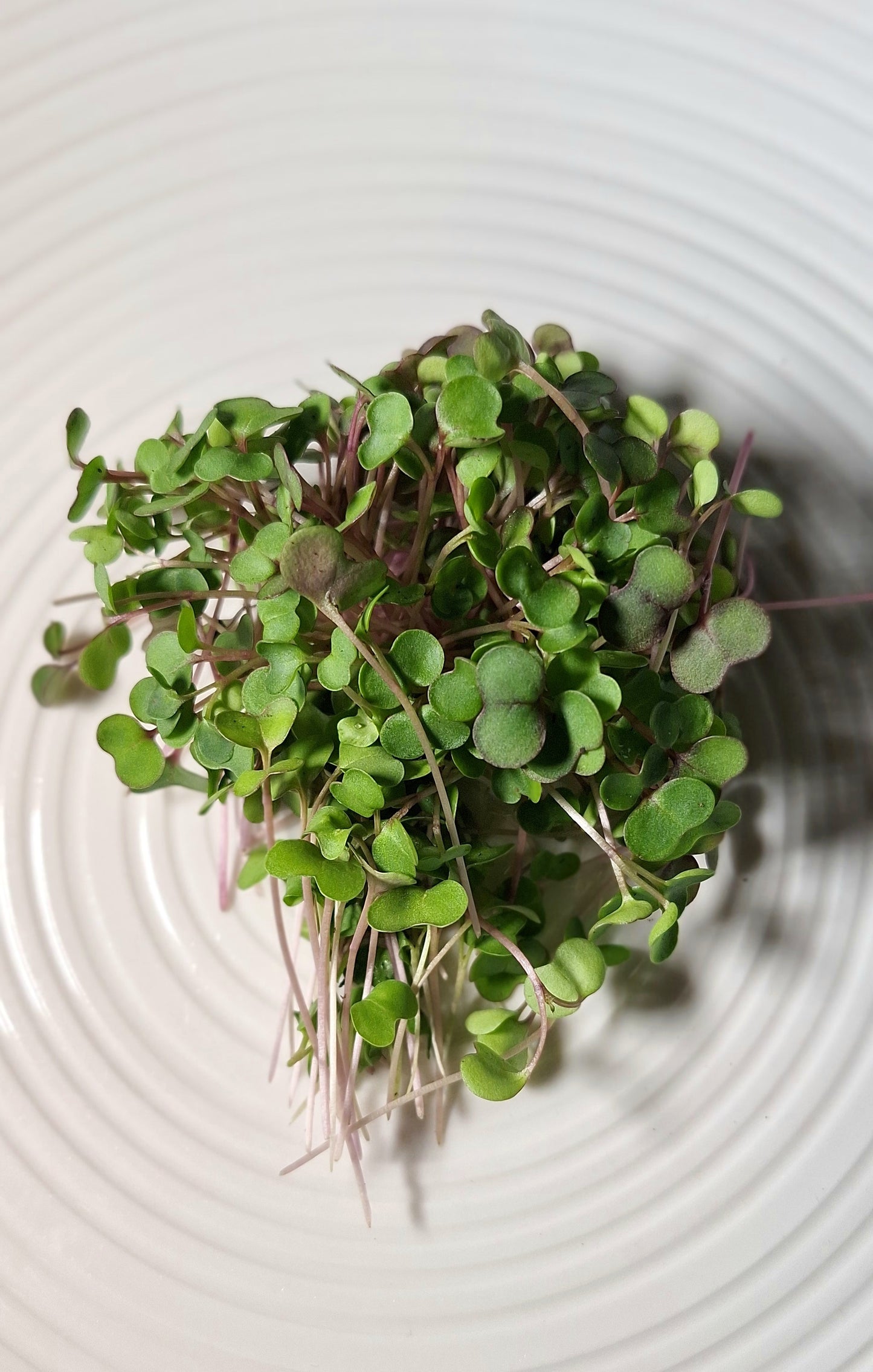 Kale Microgreens