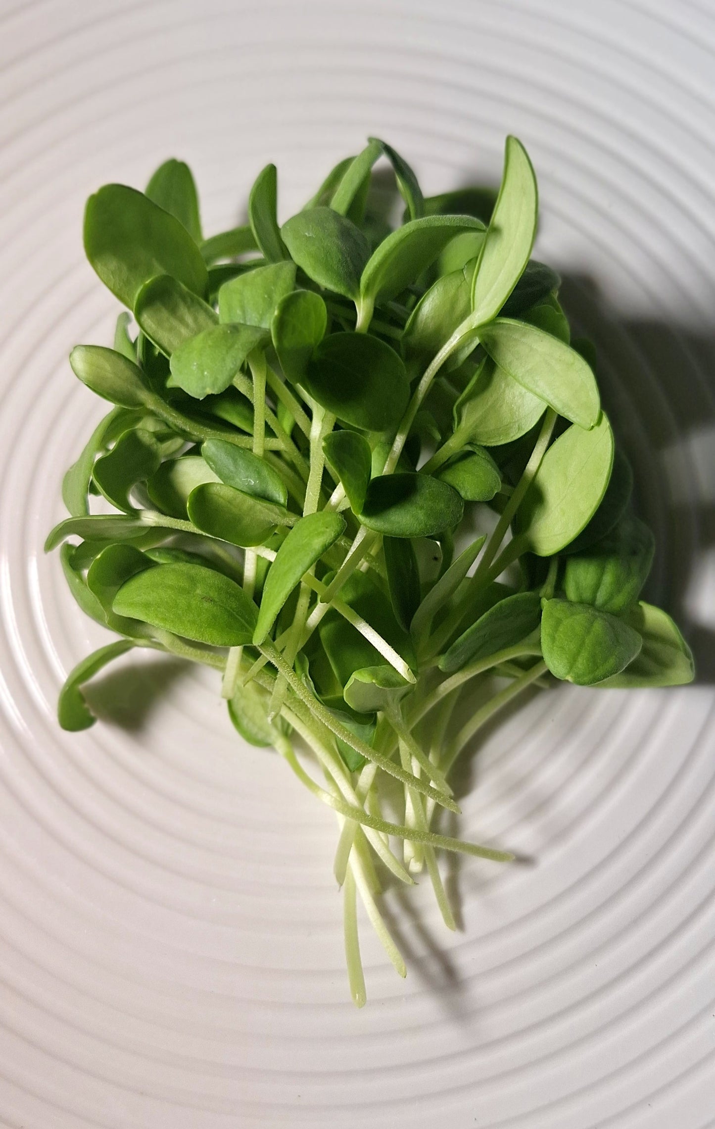 Cantaloupe Microgreens