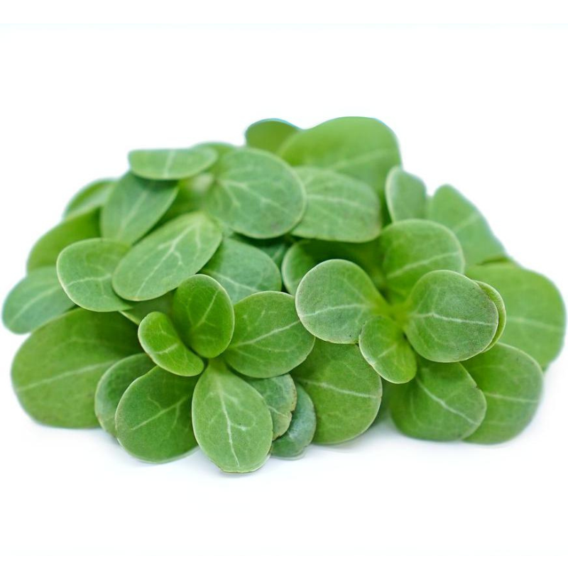 Cucumber Microgreens