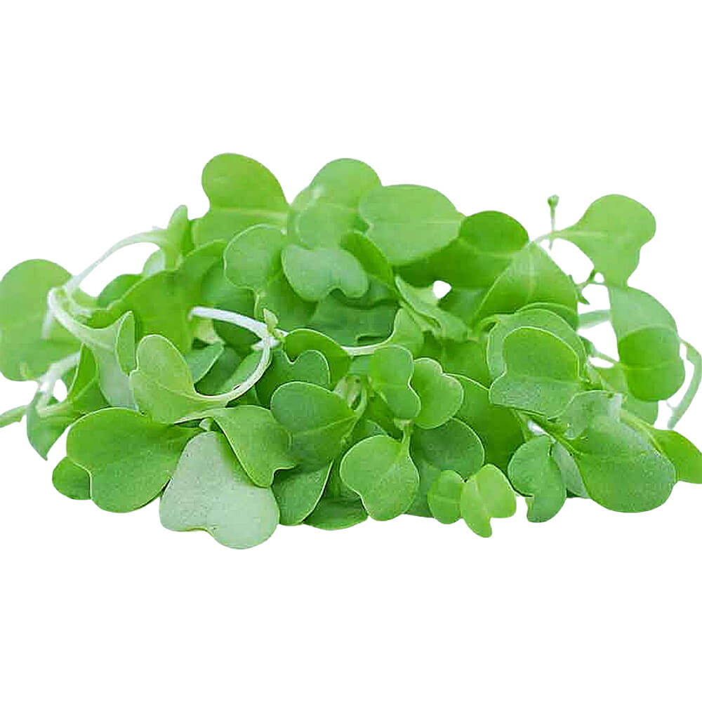 Wasabi Microgreens