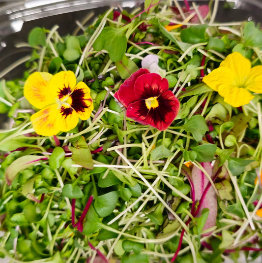 Spring Salad Micro Mix w/ Edible Flowers