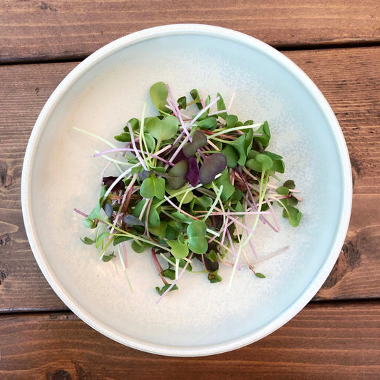 Radish Trio Microgreens